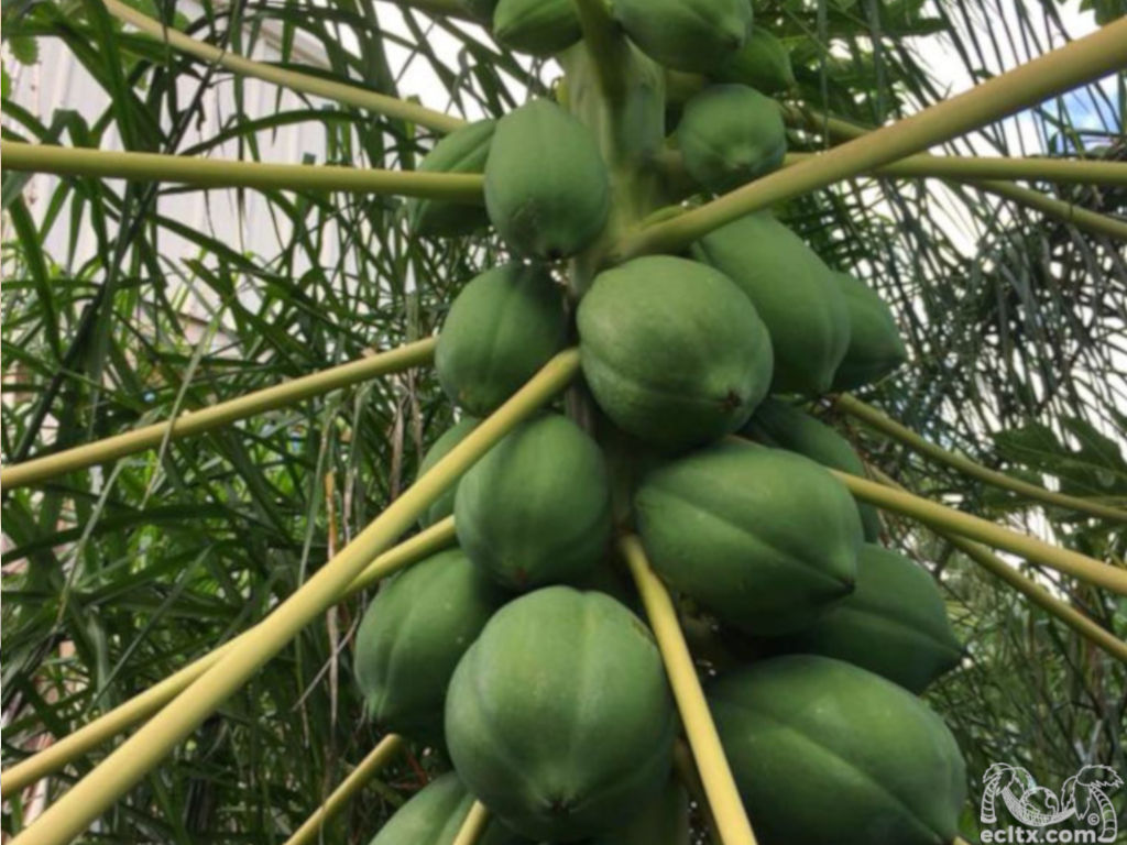 Earth Creations Landscaping Papayas