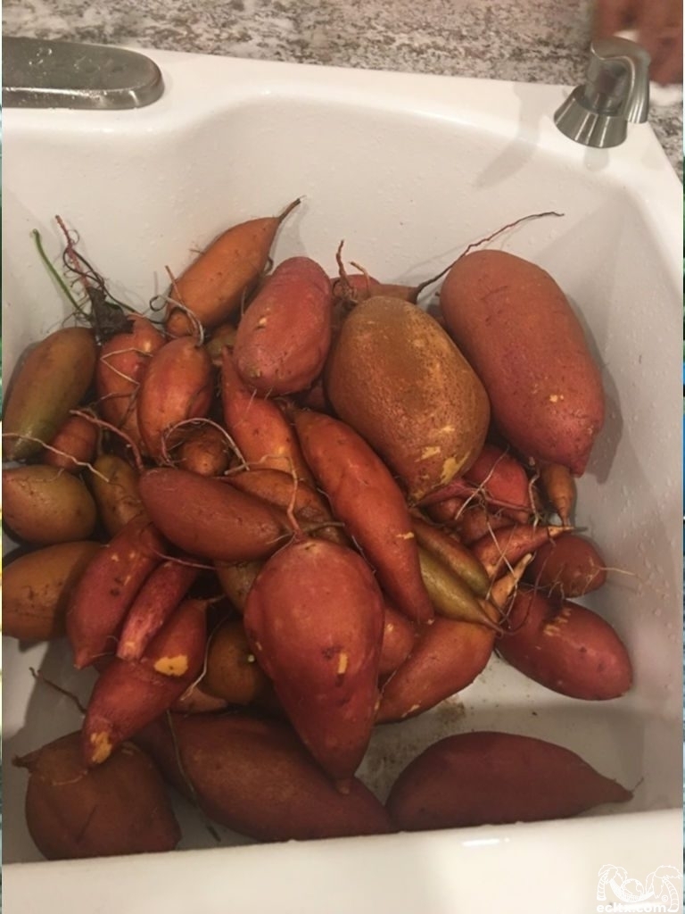 Fall Garden! - Earth Creations Blogging